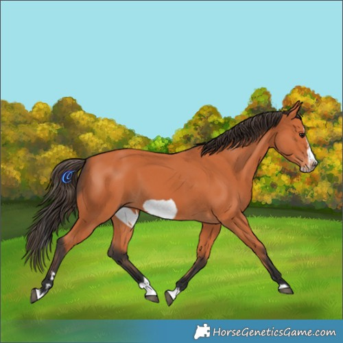 Horse Color:Bay Splash Frame 