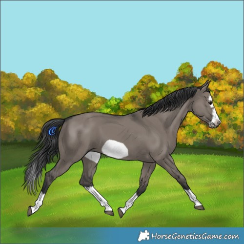Horse Color:Grullo Splash Frame 