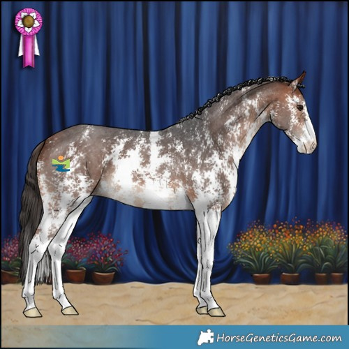 Horse Color:Bay Sabino