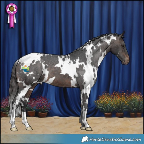 Horse Color:White Spotted Brown Mushroom Appaloosa