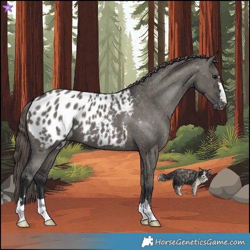 Horse Color:Grullo Appaloosa