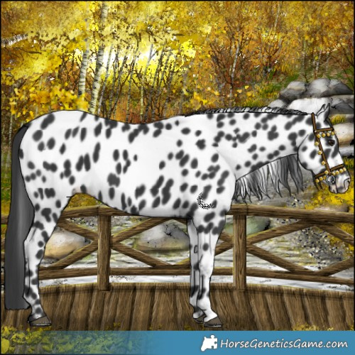 Horse Color:Black Appaloosa