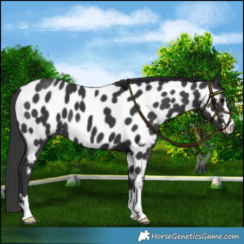 Horse Color:Black Near Leopard 