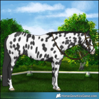 Horse Color:Black Near Leopard 