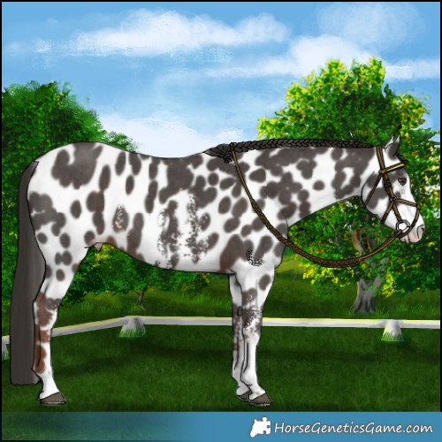 Horse Color:Liver Chestnut Sabino Appaloosa 