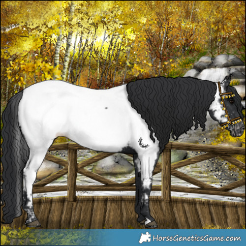 Horse Color:Black Near Fewspot 