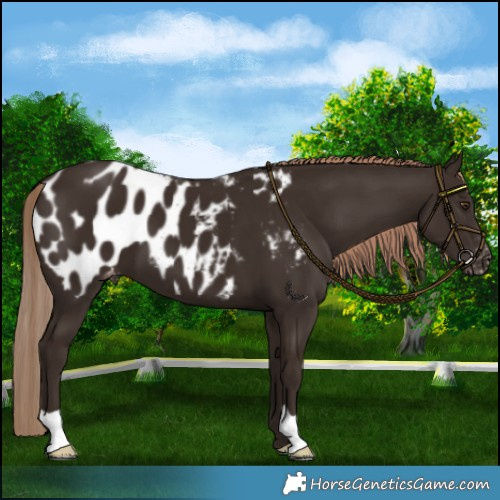 Horse Color:Liver Chestnut Appaloosa 