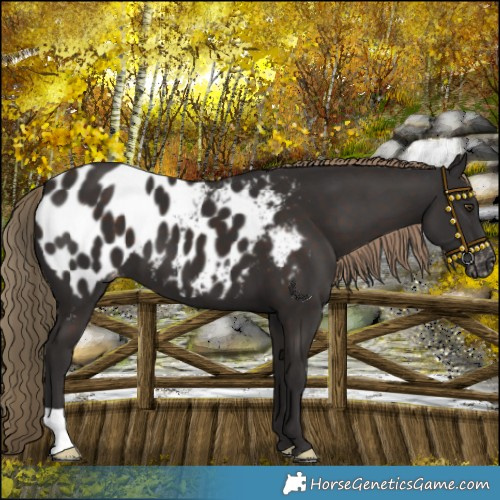 Horse Color:Liver Chestnut Near Leopard 