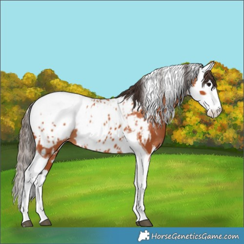 Horse Color:Bay Splash Tobiano Appaloosa and Bay Splash Tobiano Appaloosa