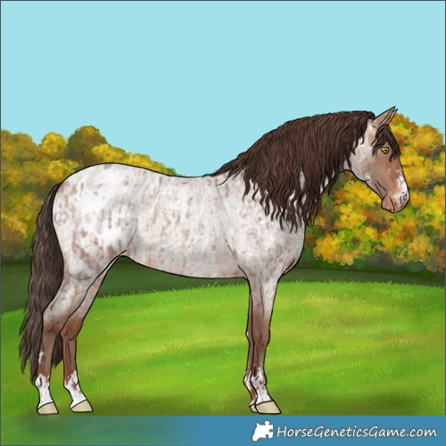 Horse Color:Sable Champagne Roan Appaloosa and Sable Champagne Roan Appaloosa