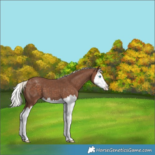 Horse Color:Silver Black Splash Appaloosa 