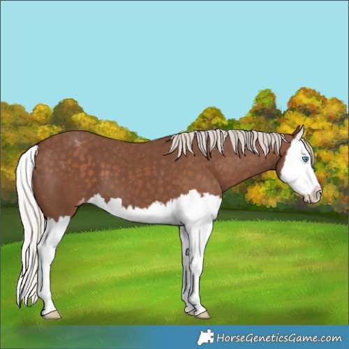 Horse Color:Silver Black Splash Varnish 