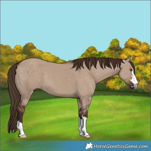 Horse Color:Liver Red Dun 