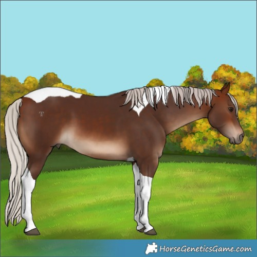 Horse Color:Silver Brown Tobiano 