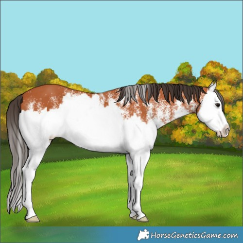 Horse Color:White Spotted Bay Splash