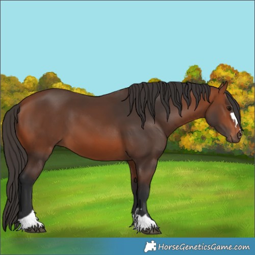 Horse Color:Bay 
