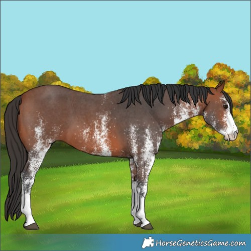 Horse Color:White Spotted Bay 