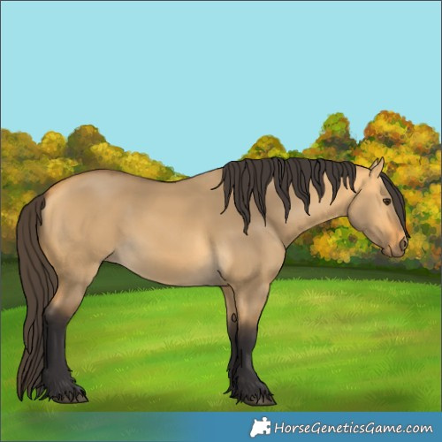 Horse Color:Buckskin Dun 