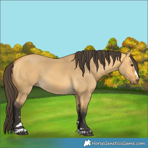 Horse Color:Buckskin Dun 