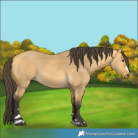 Horse Color:Buckskin Dun 