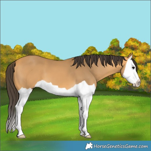 Horse Color:Buckskin Splash 