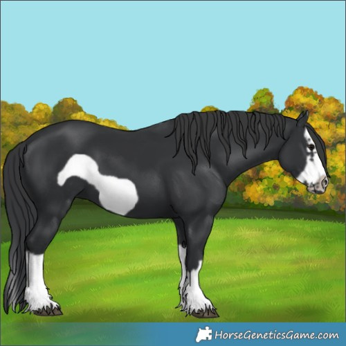 Horse Color:Black Splash Frame 