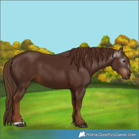 Horse Color:Gray Chestnut 