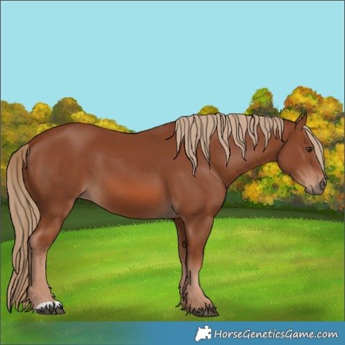 Horse Color:Chestnut 