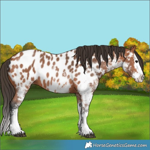 Horse Color:White Spotted Bay Splash Appaloosa