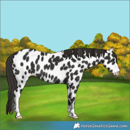 Horse Color:Liver Chestnut Sabino Appaloosa Rabicano 