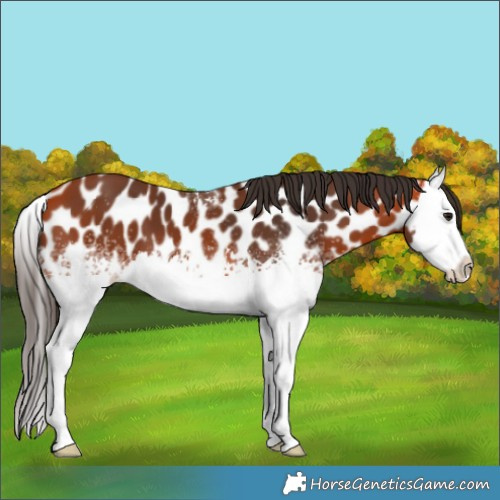Horse Color:White Spotted Bay Splash Appaloosa 