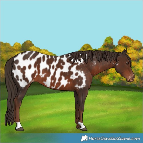Horse Color:Liver Chestnut Appaloosa 