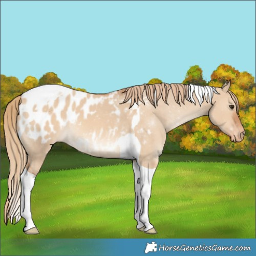 Horse Color:Red Dun Tobiano Appaloosa 
