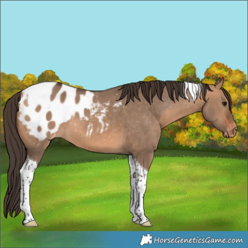 Horse Color:Bay Dun Tobiano Appaloosa 
