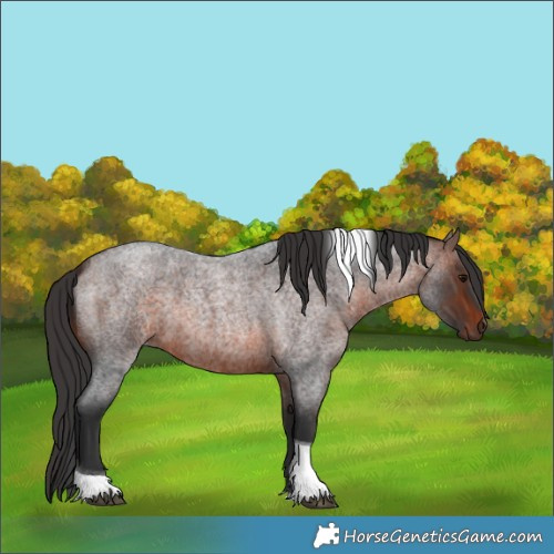 Horse Color:Brown Roan Tobiano 