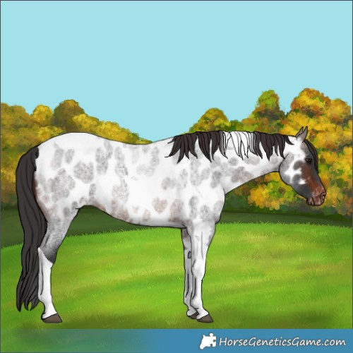 Horse Color:Brown Roan Tobiano Appaloosa 