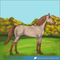 Horse Color:Red Dun Brindle