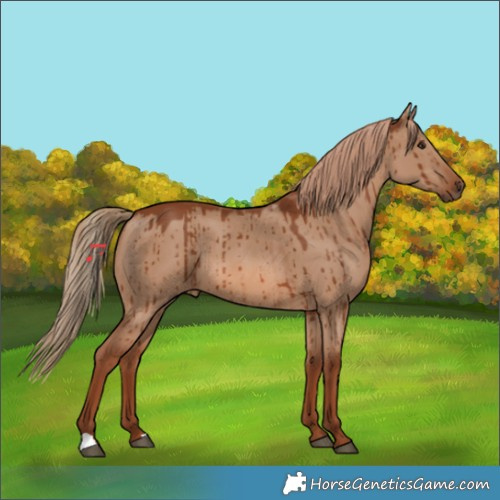Horse Color:Red Dun Brindle 
