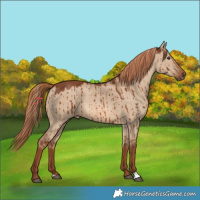 Horse Color:Red Dun Brindle