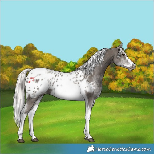 Horse Color:White Spotted Silver Black Splash Tobiano Frame Appaloosa 