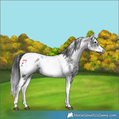 Horse Color:White Spotted Black Splash Tobiano Frame Appaloosa 