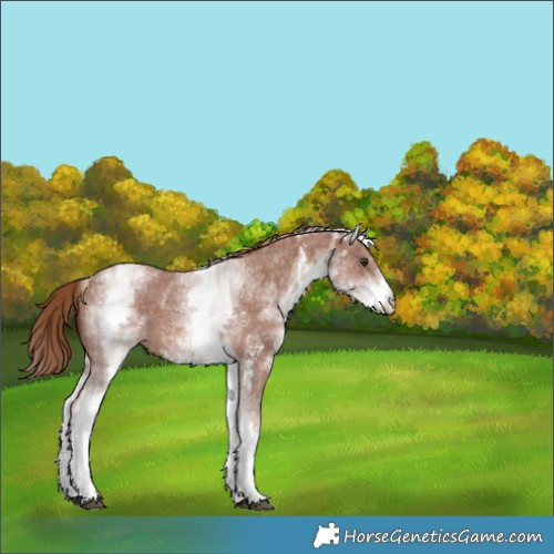 Horse Color:White Spotted Chestnut Sabino 