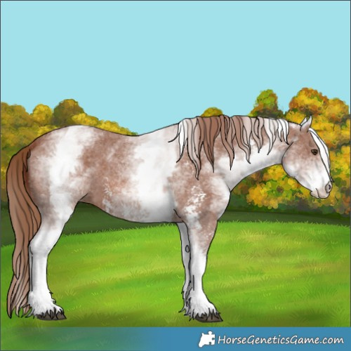 Horse Color:White Spotted Chestnut Sabino 