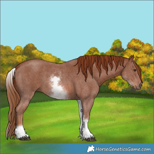 Horse Color:White Spotted Chestnut Sabino