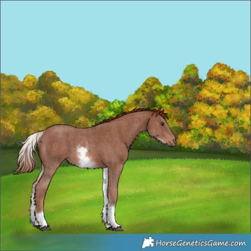 Horse Color:White Spotted Chestnut Sabino 