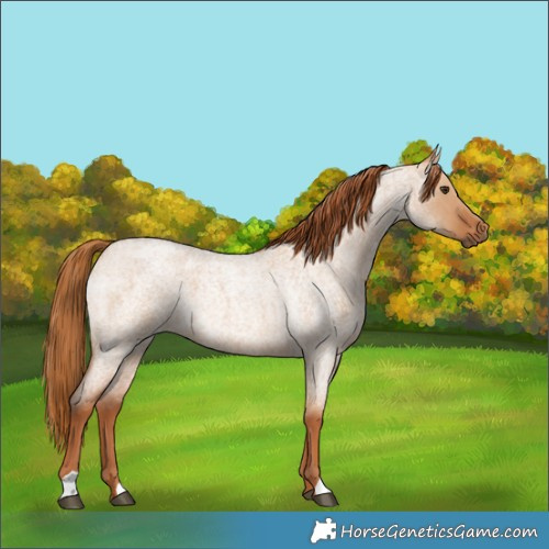 Horse Color:Red Dun Roan