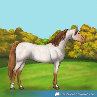 Horse Color:Red Dun Roan 