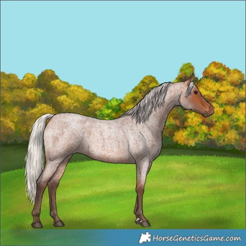 Horse Color:Silver Bay Roan 