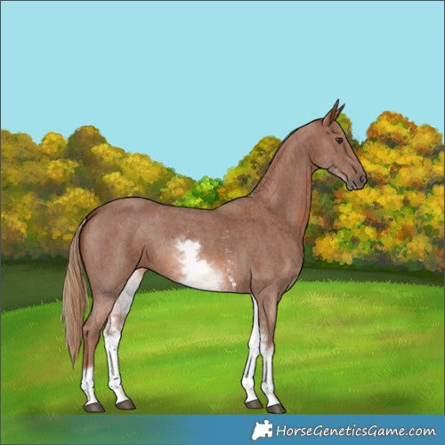 Horse Color:White Spotted Chestnut Sabino 