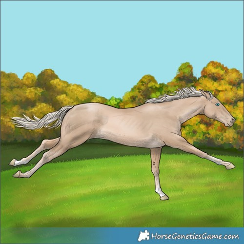 Horse Color:Chocolate Palomino Pearl Sabino 